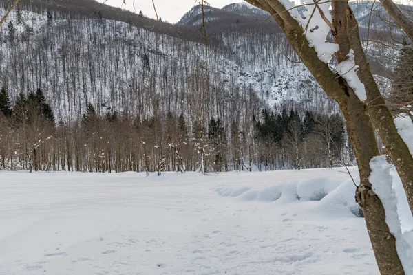 Tagesaufnahme Von Verschneiten Wäldern Schnee Und Kälte — Stockfoto