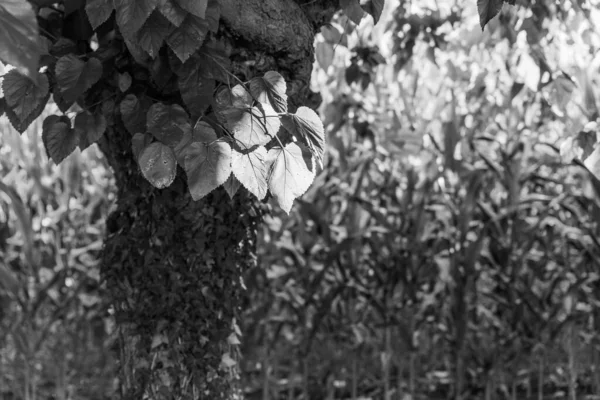 夏季公园树木 黑白照片 — 图库照片