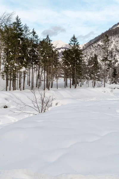 Dzienne Ujęcie Śnieżnego Lasu Śnieg Zimno — Zdjęcie stockowe