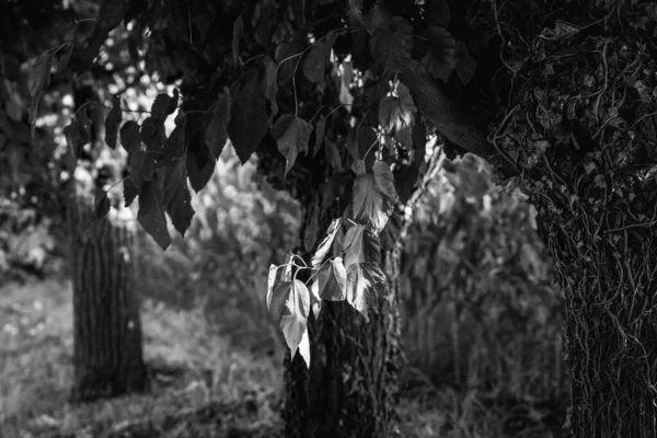 Park Stromy Letní Sezóně Černá Bílá Fotografie — Stock fotografie