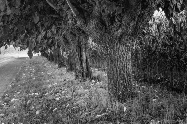 夏の公園樹黒と白の写真 — ストック写真