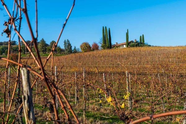 Italiaanse Platteland Landelijk Landschap Colline Spessa Wijngaard Aanplant Van Druivendragende — Stockfoto