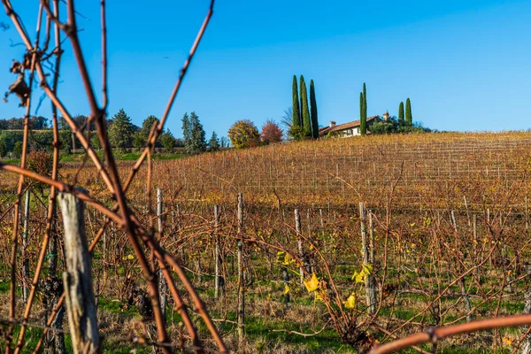 Italien Landsbygdslandskap Colline Spessa Vingård Plantering Vinstockar — Stockfoto