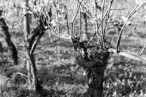 黑白照片 意大利乡村 乡村风景 斯佩萨葡萄园 葡萄种植园 — 图库照片