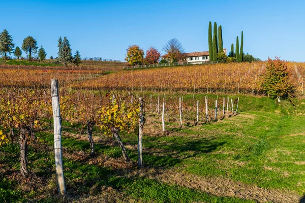 Italien Landsbygdslandskap Colline Spessa Vingård Plantering Vinstockar — Stockfoto