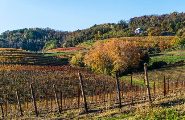 Italská Krajina Venkovská Krajina Vinice Colline Spessa Výsadba Révy Vinné — Stock fotografie