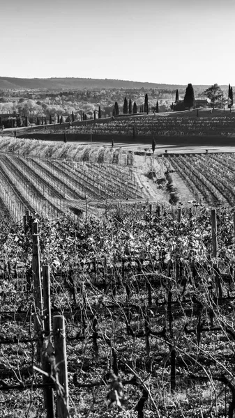 Black White Photo Italian Countryside Rural Landscape Colline Spessa Vineyard — Stock Photo, Image