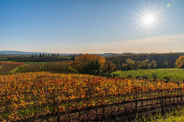 Italiaanse Platteland Landelijk Landschap Colline Spessa Wijngaard Aanplant Van Druivendragende — Stockfoto