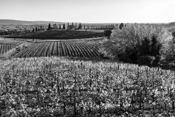 Photo Noir Blanc Campagne Italienne Paysage Rural Colline Spessa Vignoble — Photo