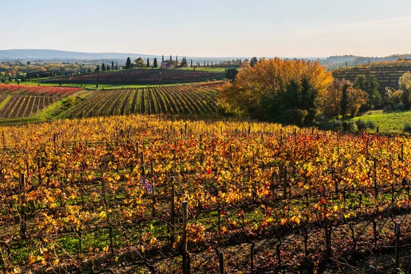 Italiaanse Platteland Landelijk Landschap Colline Spessa Wijngaard Aanplant Van Druivendragende — Stockfoto