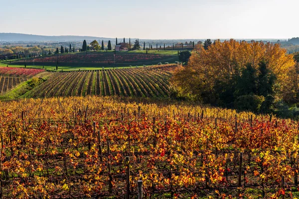 Italian Countryside Rural Landscape Colline Spessa Vineyard Plantation Grape Bearing — Stock Photo, Image