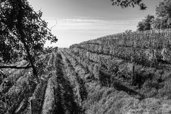 Svartvitt Foto Italiensk Landsbygd Landsbygd Colline Spessa Vingård Plantering Vinstockar — Stockfoto