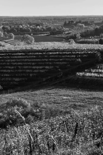 Черно Белое Фото Итальянская Деревня Сельский Пейзаж Виноградник Colline Spessa — стоковое фото