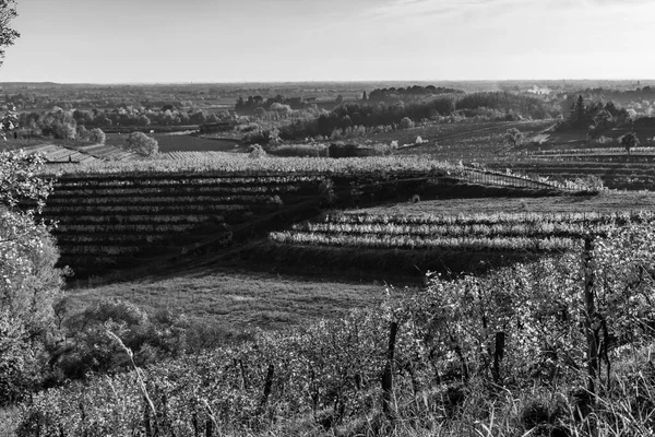 Photo Noir Blanc Campagne Italienne Paysage Rural Colline Spessa Vignoble — Photo