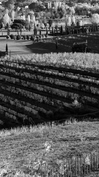 Black White Photo Italian Countryside Rural Landscape Colline Spessa Vineyard — Stock Photo, Image