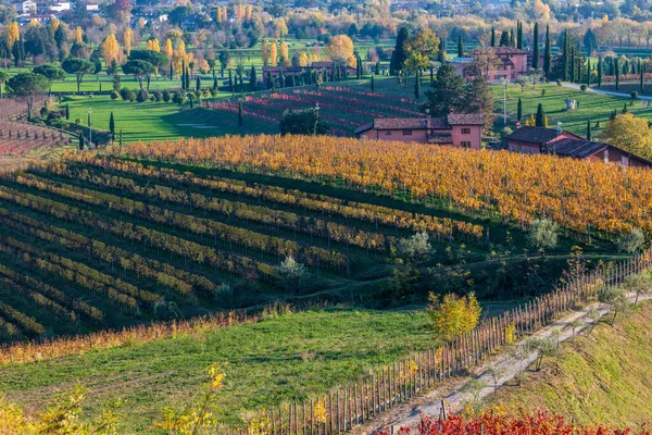 Krajobraz Włoski Krajobraz Wiejski Winnica Colline Spessa Plantacja Winorośli — Zdjęcie stockowe
