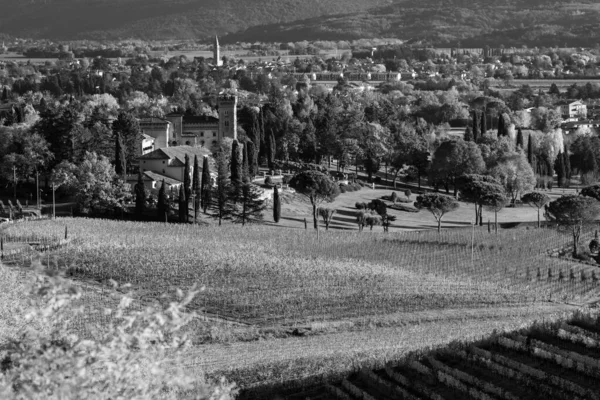 Schwarzweiß Foto Italienische Landschaft Ländliche Landschaft Weinberg Colline Spessa Anpflanzung — Stockfoto