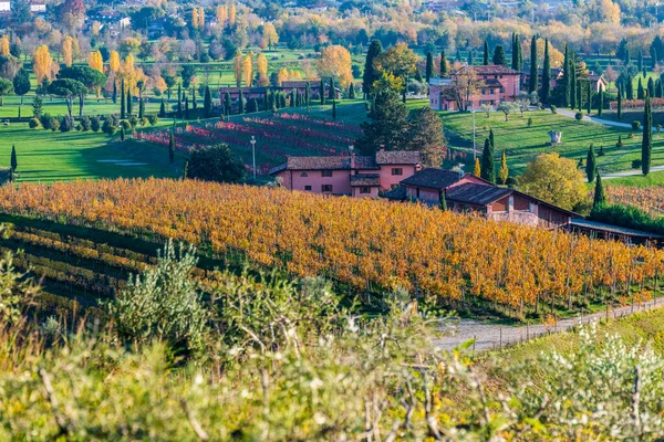 Italienische Landschaft Ländliche Landschaft Weinberg Colline Spessa Anpflanzung Von Weinreben — Stockfoto