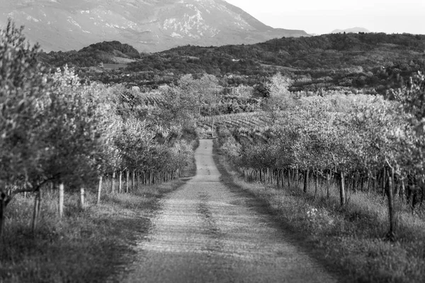 Fotografia Bianco Nero Campagna Italiana Paesaggio Rurale Colline Spessa Vigneto — Foto Stock