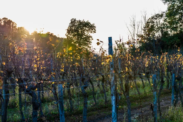 Itália Paisagem Rural Colline Spessa Vinha Plantação Vinhas Vitivinícolas — Fotografia de Stock