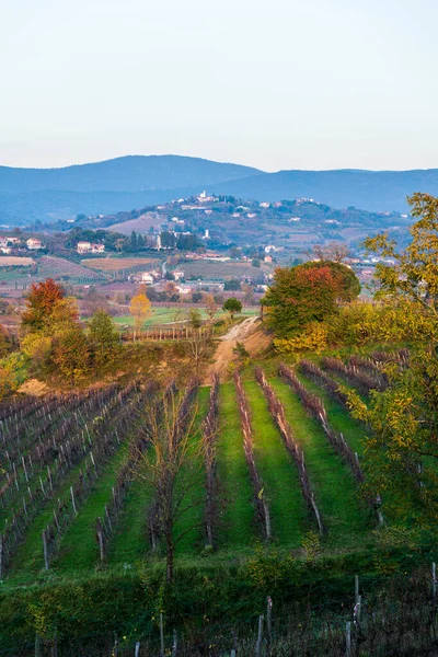 Italien Landsbygdslandskap Colline Spessa Vingård Plantering Vinstockar — Stockfoto