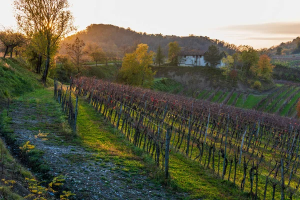 Krajobraz Włoski Krajobraz Wiejski Winnica Colline Spessa Plantacja Winorośli — Zdjęcie stockowe