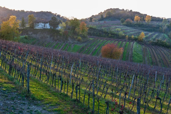 Krajobraz Włoski Krajobraz Wiejski Winnica Colline Spessa Plantacja Winorośli — Zdjęcie stockowe
