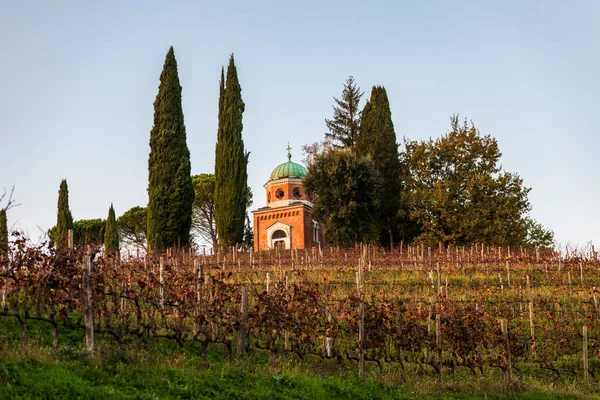 イタリアの田舎 田園風景 コルライン スペッサのブドウ畑 ブドウを軸にしたブドウ畑のプランテーション — ストック写真