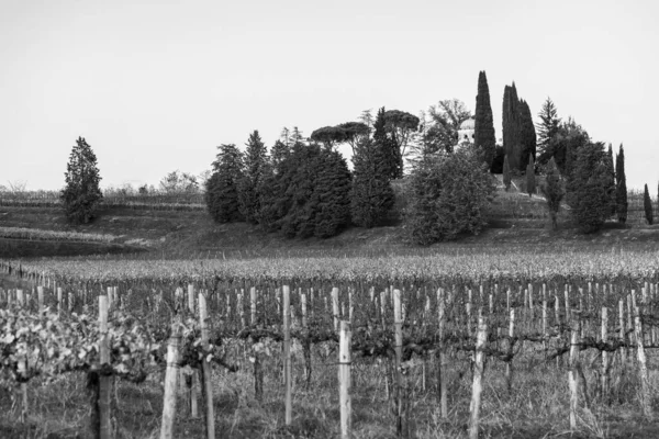 Fotografia Bianco Nero Campagna Italiana Paesaggio Rurale Colline Spessa Vigneto — Foto Stock