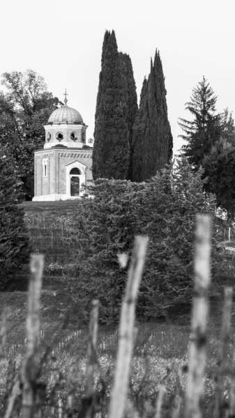 Svart Hvitt Foto Italiensk Landskap Landskap Colline Spessa Vingård Druebeplantning – stockfoto