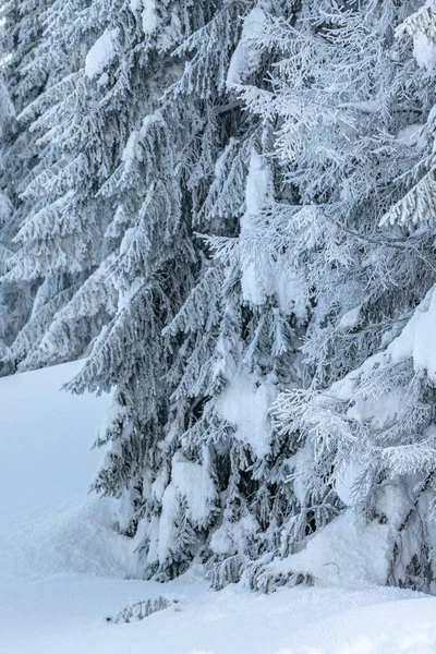 Invierno Frío Nevado Vista Dolomitas Sappada — Foto de Stock
