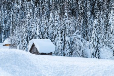 Evle karlı ormanın gündüz çekimi. Kar ve soğuk.