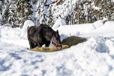 Pesariis kış zamanı sahnesi, İtalya