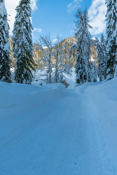 Pesariis Winter Time Scene Italy — Stock Photo, Image