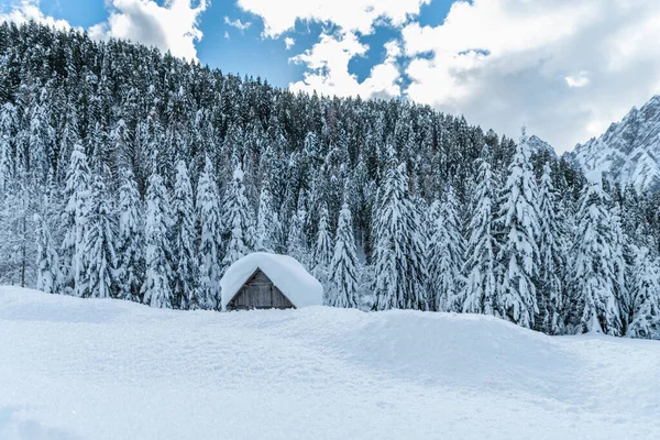 Evle Karlı Ormanın Gündüz Çekimi Kar Soğuk — Stok fotoğraf