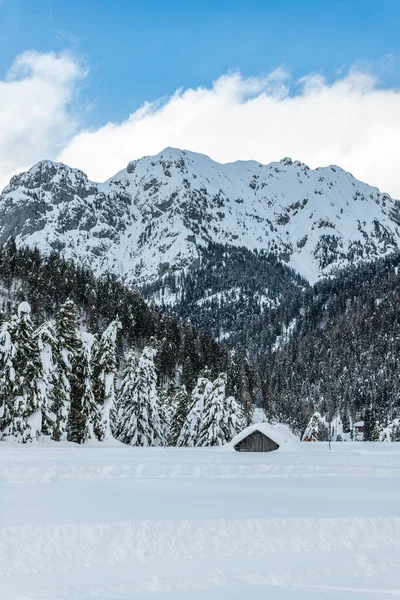 Дневной Снимок Заснеженного Леса Домом Снег Холод — стоковое фото