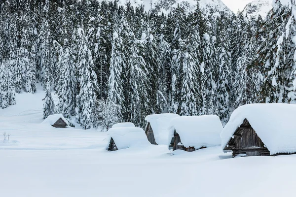 Day Time Shot Snowy Forest House Snow Cold — Stock Photo, Image