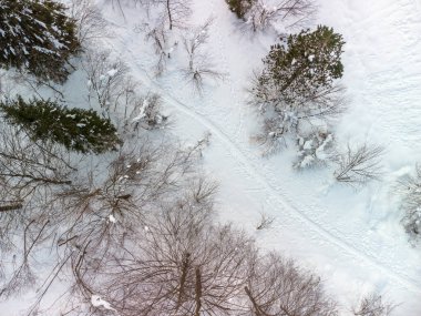 Karlı orman Güzel kış doğa manzarası 