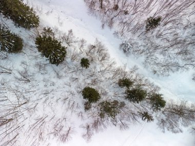 Karlı orman Güzel kış doğa manzarası 
