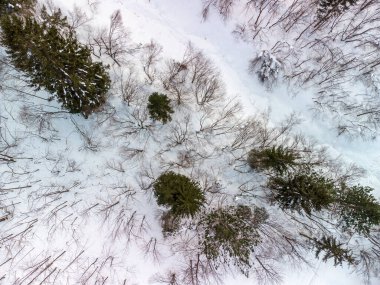 Karlı orman Güzel kış doğa manzarası 