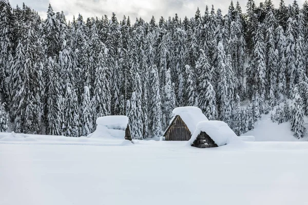 Dag Schot Van Besneeuwd Bos Met Huis Sneeuw Kou — Stockfoto
