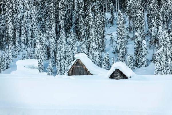 Day Time Shot Snowy Forest House Snow Cold — Stock Photo, Image