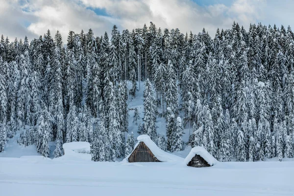 Tiro Tempo Dia Floresta Nevada Com Casa Neve Frio — Fotografia de Stock