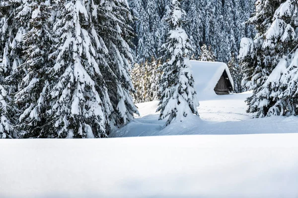 Evle karlı ormanın gündüz çekimi. Kar ve soğuk.