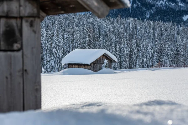 Денний Знімок Сніжного Лісу Будинком Сніг Холод — стокове фото