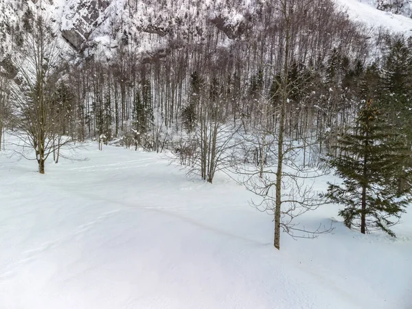 Verschneiter Wald Schöne Winter Natur Szene — Stockfoto