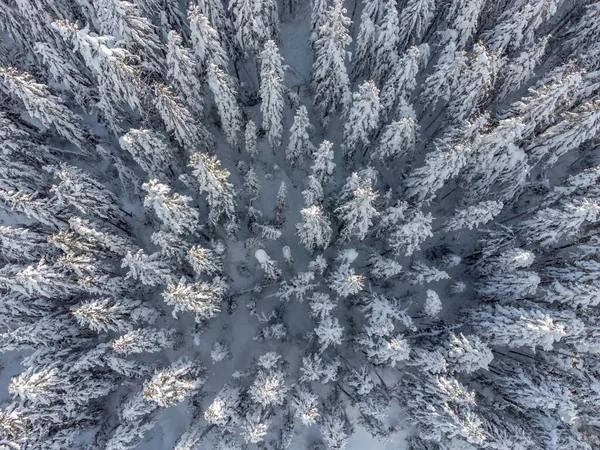 Paysage Hivernal Dans Les Montagnes Avec Des Arbres Sappada — Photo