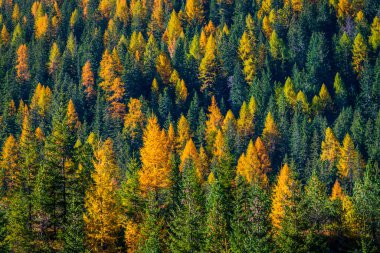  Dolomitler, İtalya ve Avrupa 'da sonbahar renklerinde orman