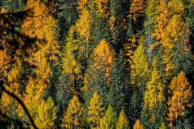 Dolomitler, İtalya ve Avrupa 'da sonbahar renklerinde orman