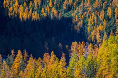  Dolomitler, İtalya ve Avrupa 'da sonbahar renklerinde orman
